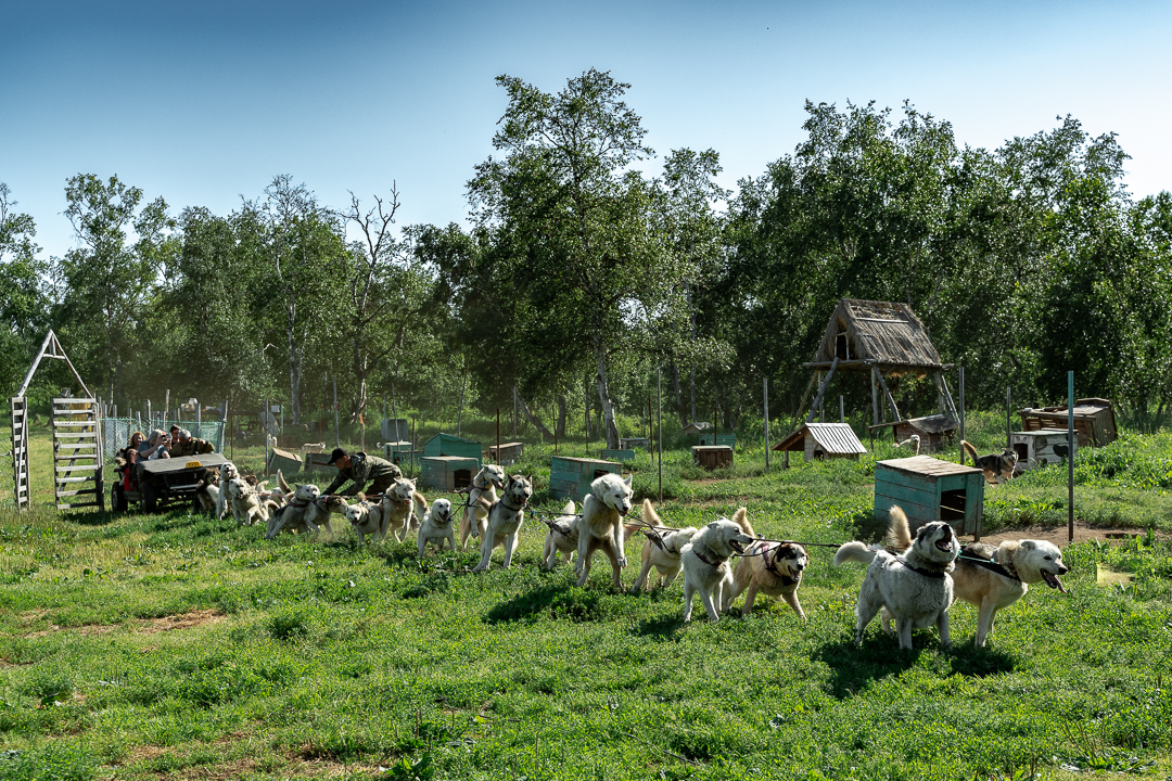 Катание в собачьих упряжках
