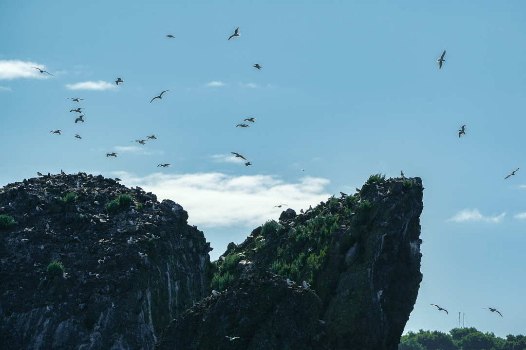 В ПОИСКАХ ГОРБАТОГО КИТА